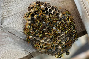 Wasps Nest Removal UK
