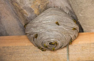 Wasp Nest Removal Gloucester (01452)