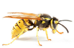 Wasp Problems Derry UK