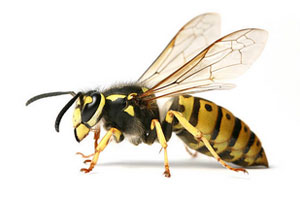 Wasp Problems UK UK