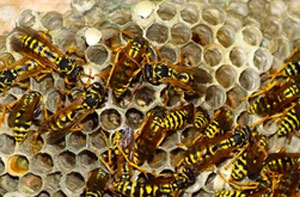 Wasps Nest Removal UK