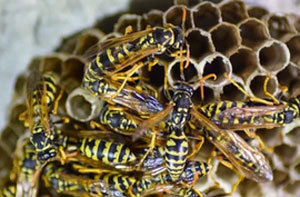 Wasps Nest Removal Derry Northern Ireland (BT47)
