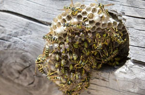 Wasps Nest Removal Derry