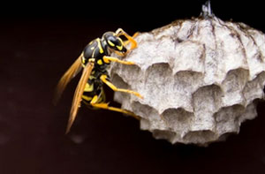 Wasps Nest Near Exeter (01392) Wasps Nest Near Exeter (01392)