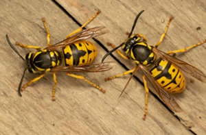 Wasp Problems Derry (BT47) Northern Ireland